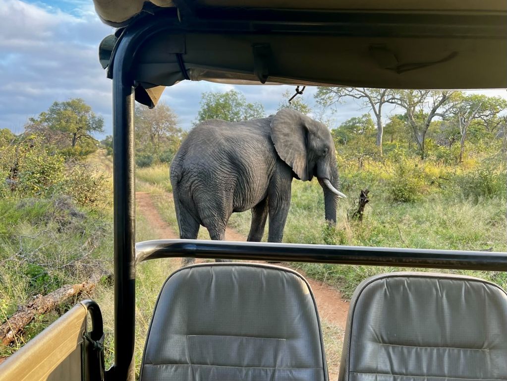 Kruger NP olifanten Zuid Afrika groepsrondreis 13